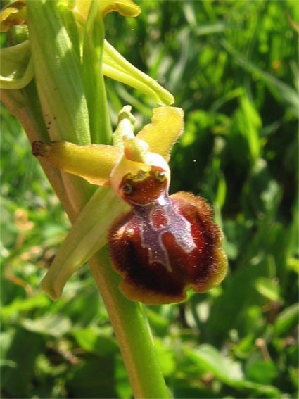 Or. papilionacea, Op. tenthredinifera, Op. sphegodes .......